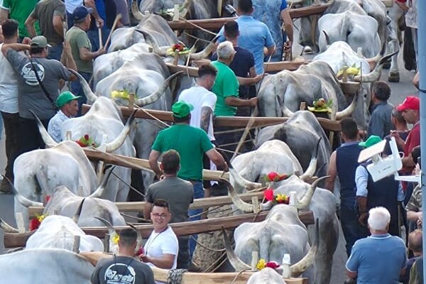 Le coppie di buoi che trainano il Maggio lungo la strada del paese, con i gioghi ornati di fiori.